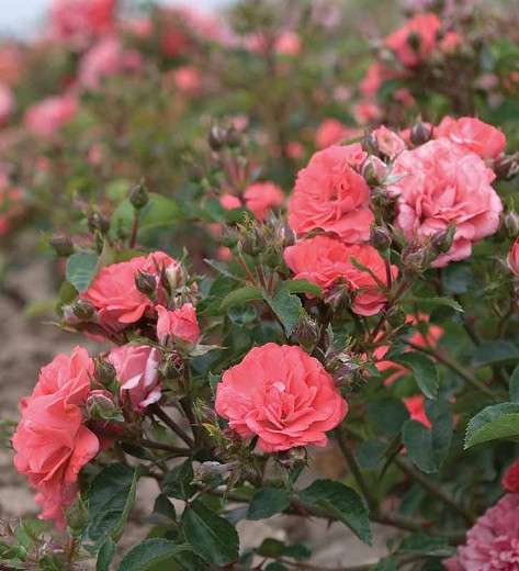 Rosa 'Coral Drift®', Rose 'Coral Drift®', Rosa 'Meidrifora', Groundcover Roses, Coral roses, Orange Roses, Salmon Roses